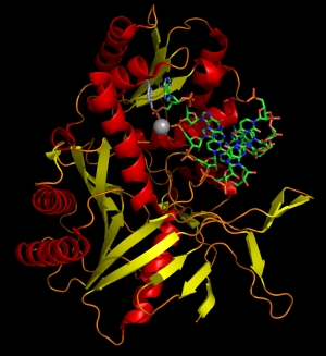 На рисунке изображён определённый домен белка Argonaute, выделенного из организма Archaeoglobus fulgidus. (кликните картинку для увеличения)