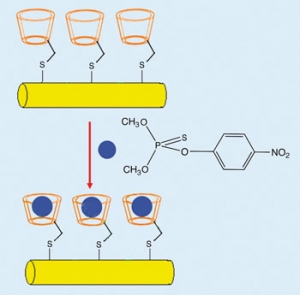 Циклодекстрин способствует присоединению инсектицида к наночастицам золота. (кликните картинку для увеличения)
