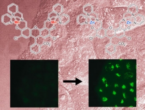 На рисунке изображено как появляется флуоресцентный сигнал при замещении ионов марганца на ионы цинка. (кликните картинку для увеличения)