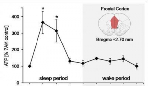 На рисунке показана кривая, описывающая концентрацию АТФ в лобных долях коры головного мозга крыс, которая характерна в случае состояния сна (левая часть рисунка) и бодрствования (правая часть рисунка) животных. (кликните картинку для увеличения)