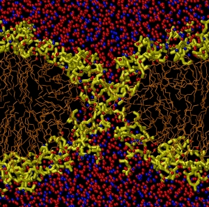 Вычислительные эксперименты показали, что молекулы в клеточной оболочке
(желтые с коричневым) могут спонтанно перестраиваться, образуя поры,
через которые в клетку можно доставлять молекулы ДНК или другие препараты. (кликните картинку для увеличения)