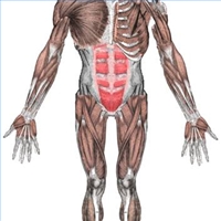 Мышечная боль – распространённый вид боли, способной затрагивать несколько мышц и мягкие ткани вокруг мышц.