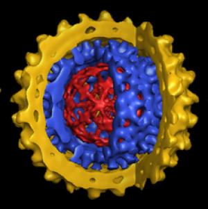 3D-модель строения вируса гепатита В.