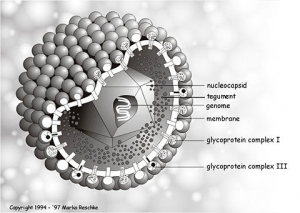 Герпесвирус человека 5. (кликните картинку для увеличения)