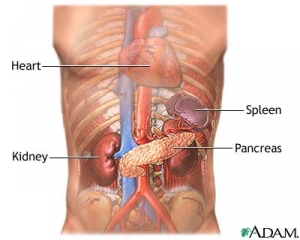 Расположение поджелудочной железы (pancreas) в организме человека. (кликните картинку для увеличения)