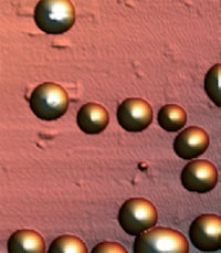 Изображение наносфер при помощи атомного силового микроскопа (рисунок – Angew. Chem. Int. Ed.)