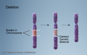 На рисунке представлена делеция участка хромосомы. (кликните картинку для увеличения)