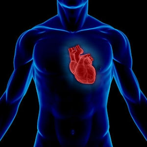 Расположение сердца в организме человека. (кликните картинку для увеличения)