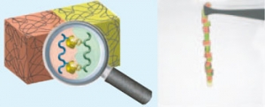Кубики из полимеров содержащих циклодекстрины и молекулы-гости взаимодействуют друг с другом при контакте. (кликните картинку для увеличения)