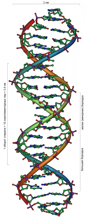 Структурная схема молекулы ДНК. (кликните картинку для увеличения)