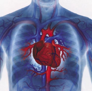 Сердце - жизненно важный орган, принимающий активное участие в обеспечении движения крови по организму. (кликните картинку для увеличения)