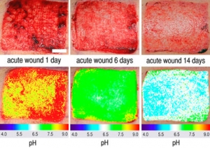 Люминесцентное двумерное изображение рН на протяжении заживления кожной раны (изображение - © Proc. Natl. Acad. Sci. USA) (кликните картинку для увеличения)