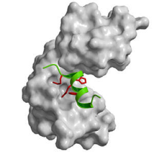 S-протеин и ±-спираль S-пептида в составе рибонуклеазы S.
