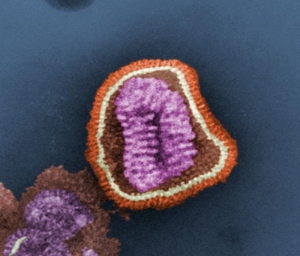 Фотография вируса гриппа. (кликните картинку для увеличения)