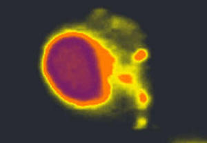 Изображение генетического материала в крупном клеточном ядре и небольших по размеру митохондриях.