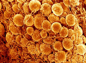 Микрофотография клеток жировой ткани.