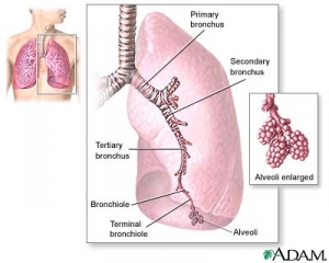 На рисунке представлены общие представления о расположении дыхательных путей в лёгких. (кликните картинку для увеличения)