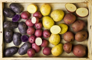 На фото различные сорта картофеля. (кликните картинку для увеличения)