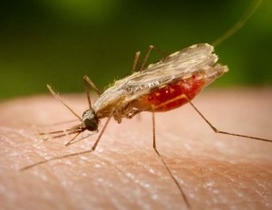 Заражение возбудителями малярии происходит в момент укуса комара. Принято считать, что возбудителями малярии являются простейшие рода Plasmodium: <i>P.vivax, P.ovale, P.malariae P.falciparum</i> и в юго-восточной Азии <i>P. knowlesi</i>. (кликните картинку для увеличения)
