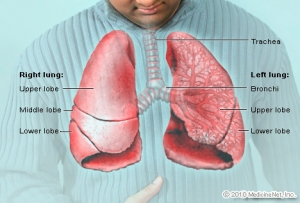 Острая дыхательная недостаточность – синдром, при котором нарушается функция внешнего дыхания, в результате не обеспечивается адекватный газообмен. (кликните картинку для увеличения)