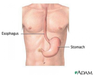 Изображение расположения в организме человека пищевода и желудка. (кликните картинку для увеличения)