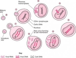 Общие представления о развитии ВИЧ в клетке. (кликните картинку для увеличения)