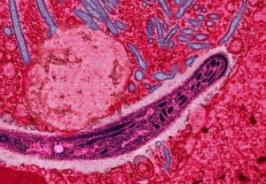 Фотография возбудителя малярии, находящегося в крови организма хозяина. (кликните картинку для увеличения)