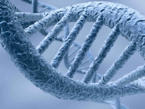 Репарация ДНК – процесс восстановления нормальной структуры нуклеиновой кислоты, повреждённой в результате влияния различных факторов. (кликните картинку для увеличения)