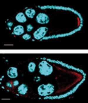 РНК <i>oskar</i> (красная), перенесённая к заднему полюсу яйцеклетки дрозофилы – норма (верхняя часто фото). Нижняя часть фото: РНК <i>oskar</i> (красная), несущая изменённую метку <I>SOLE</I>, ненормально распределена в яйцеклетке.