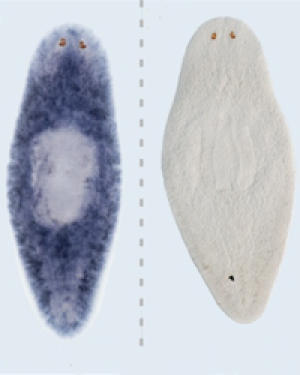 Фотография планарий. В левой части снимка находится планария, которая экспрессирует гены, кодирующие белок TOR. В правой части снимка находится планария, которая не экспрессирует гены, кодирующие TOR.