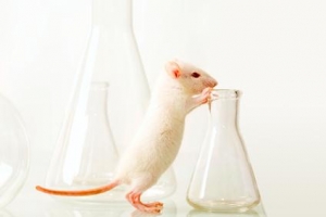 Лабораторная мышь. (кликните картинку для увеличения)
