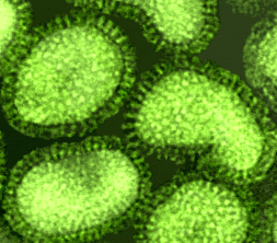 Микроснимок вирусов гриппа А.