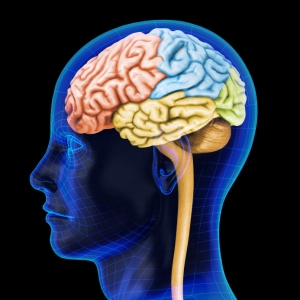 Метформин обладает весьма неожиданным побочным действием – стимулирует рост новых нейронов головного мозга. (кликните картинку для увеличения)