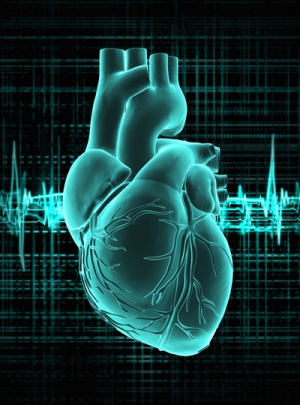 Сердце – принципиально важный для жизни орган. Любые его повреждения могут оказать существенное негативное влияние на состояние целого организма. (кликните картинку для увеличения)