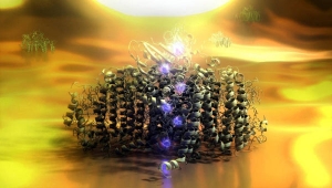 Схематическое изображение Фотосистемы I в
экспериментальной установке для измерения фототока одной молекулы. (кликните картинку для увеличения)