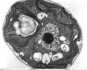 Снимок клетки млекопитающих, полученный с помощью электронного микроскопа. (кликните картинку для увеличения)