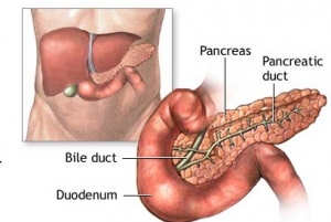 Поджелудочная железа (pancreas) в теле человека. (кликните картинку для увеличения)