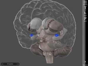 Миндалины в головном мозге (выделены синим). (кликните картинку для увеличения)