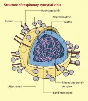 Модель строения респираторно-синцитиального вируса. (кликните картинку для увеличения)