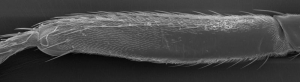Фотография конечности дрозофилы, на которой видна зона отсутствия микроволосков (справа). (кликните картинку для увеличения)