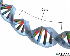 Ген ERCC4, как было показано ранее, связан с развитием пигментной ксеродермы и одного из видов прогерии. (кликните картинку для увеличения)