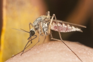 Комар обыкновенный (<i>Culex pipiens</i>). (кликните картинку для увеличения)