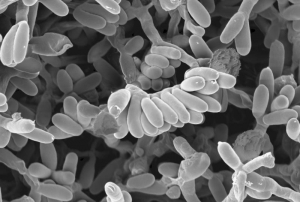 Планоспорицин синтезируется почвенными бактериями <i>Planomonospora alba</i>. (кликните картинку для увеличения)
