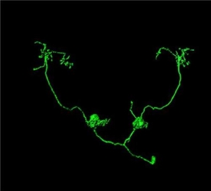 Проекционный нейрон, передающий информацию об углекислом газе в специальную область головного мозга. (кликните картинку для увеличения)