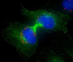 Изображение асимметричного разделения наночастиц (красный) при митозе клеток. (кликните картинку для увеличения)