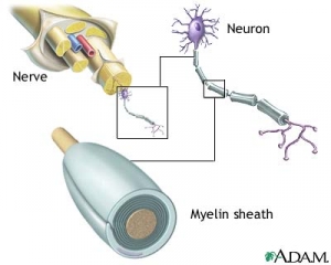 Схематическое изображение строения нервного волокна. На рисунке изображён нерв, нейрон в его составе и показана миелиновая оболочка данного нейрона. (кликните картинку для увеличения)