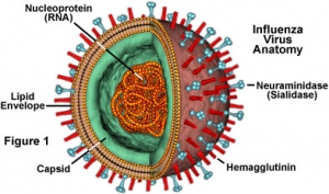 Модель строения вируса гриппа. (кликните картинку для увеличения)