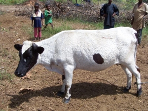 Коровы бауле в большей степени защищены от трипаносомоза. (кликните картинку для увеличения)