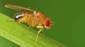 <i>Drosophila melanogaster</i>. (кликните картинку для увеличения)