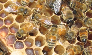 Пчёлы-работницы и трутень. (кликните картинку для увеличения)